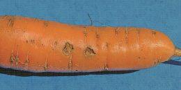 Symptôme de cavity spot (maladie de la tache) sur carotte